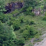 En Espagne, quelque 330 ours bruns vivent dans la chaîne de montagnes cantabrique et environ 76 autres dans les Pyrénées, selon la Fondation de l'ours brun.